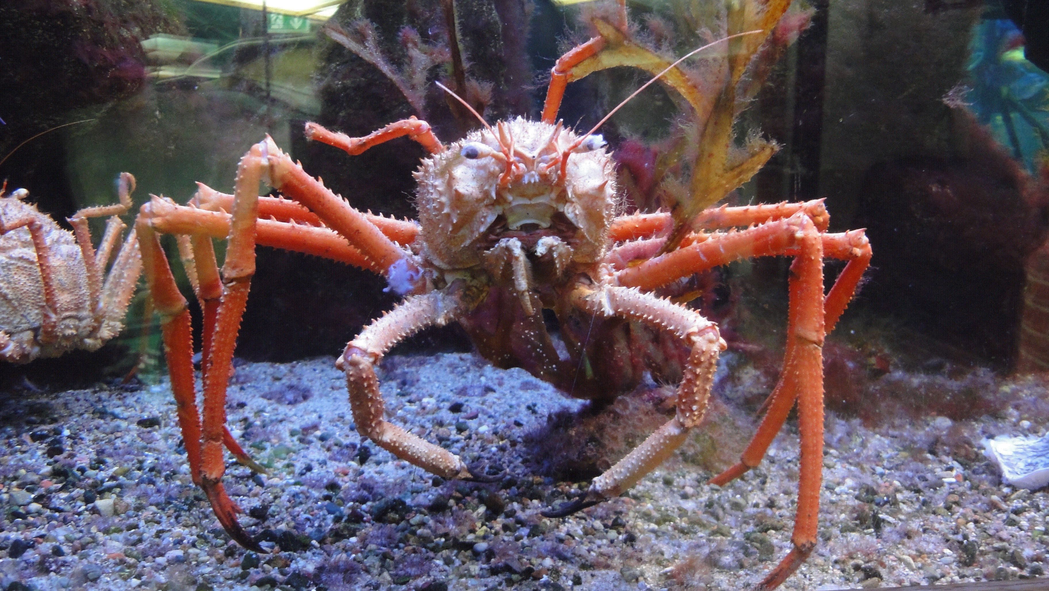 Orakel Krabby